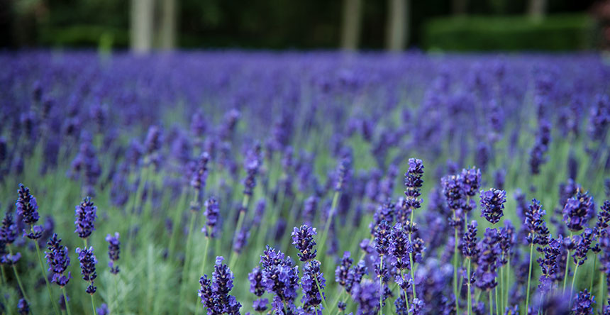 Afscheidsceremonie - Pauline Suidgeest Ceremoniespreker